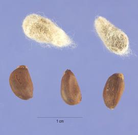   Seeds:   Gossypium hirsutum , with and without boll fiber; Photo by S. Hurst, USDA-NRCS Plants Database
